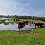 Near Dunes * Warmenhuizen