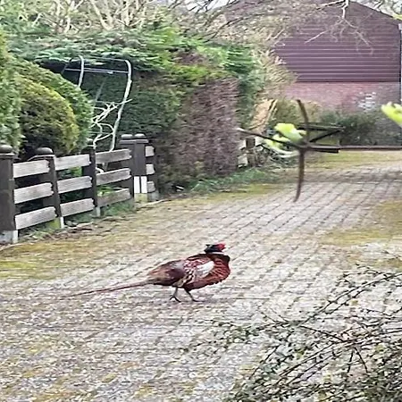 Near Dunes * Warmenhuizen